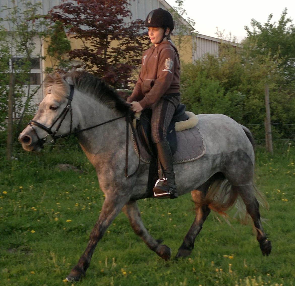 Anden særlig race Sugar - rider hjemme 2013 billede 4