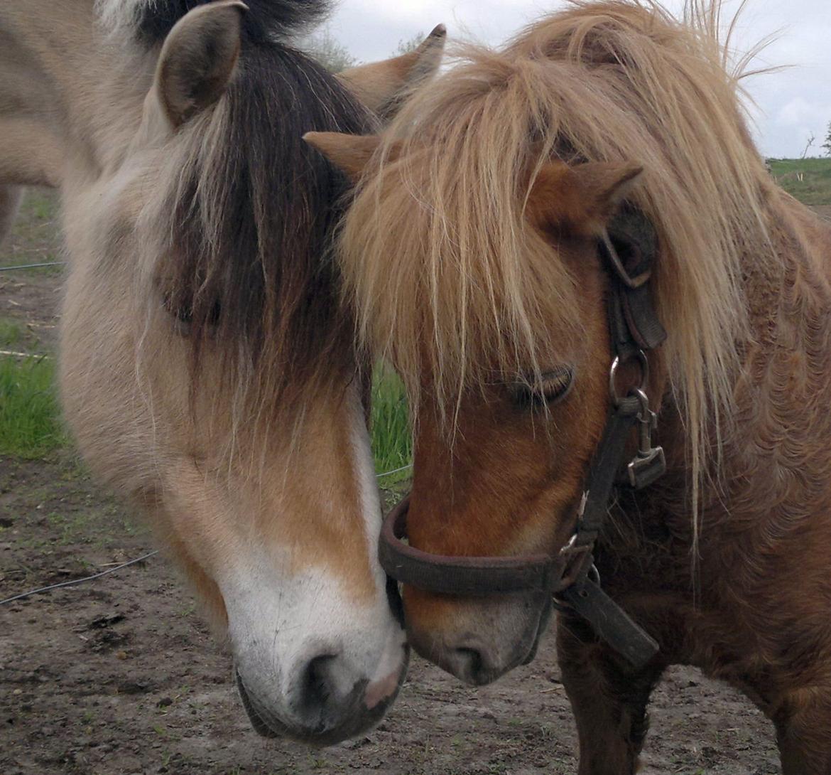 Anden særlig race Troja billede 18