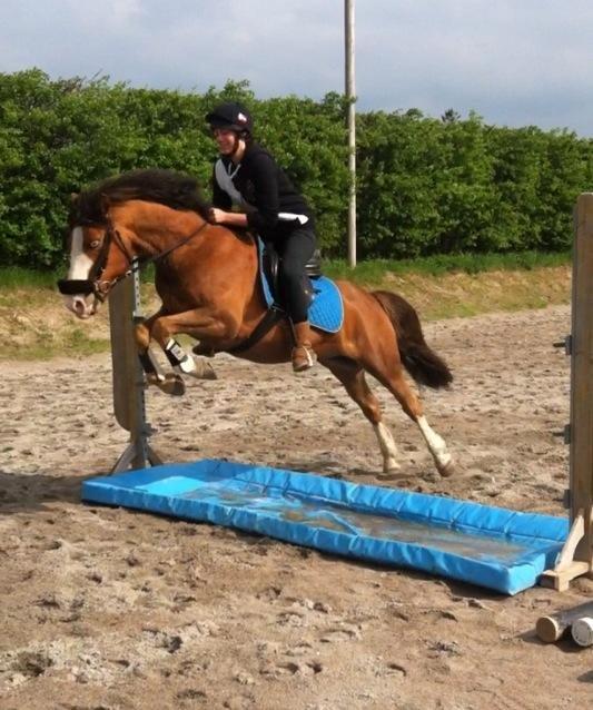Anden særlig race CORNELIUS JUNIOR - bøffen springer vandgrav uden problemer... d. 20/5-13 billede 18