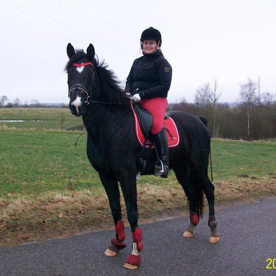 Dansk Varmblod DIA DE CANNON - Dia på hendes første ride tur i flok, 2 jule dag 2012. billede 22