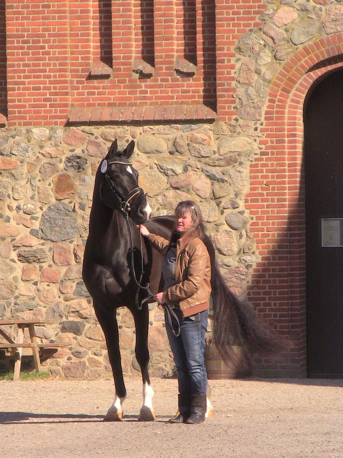 Dansk Varmblod DIA DE CANNON - Dia til stationsafprøvning 2013 billede 33