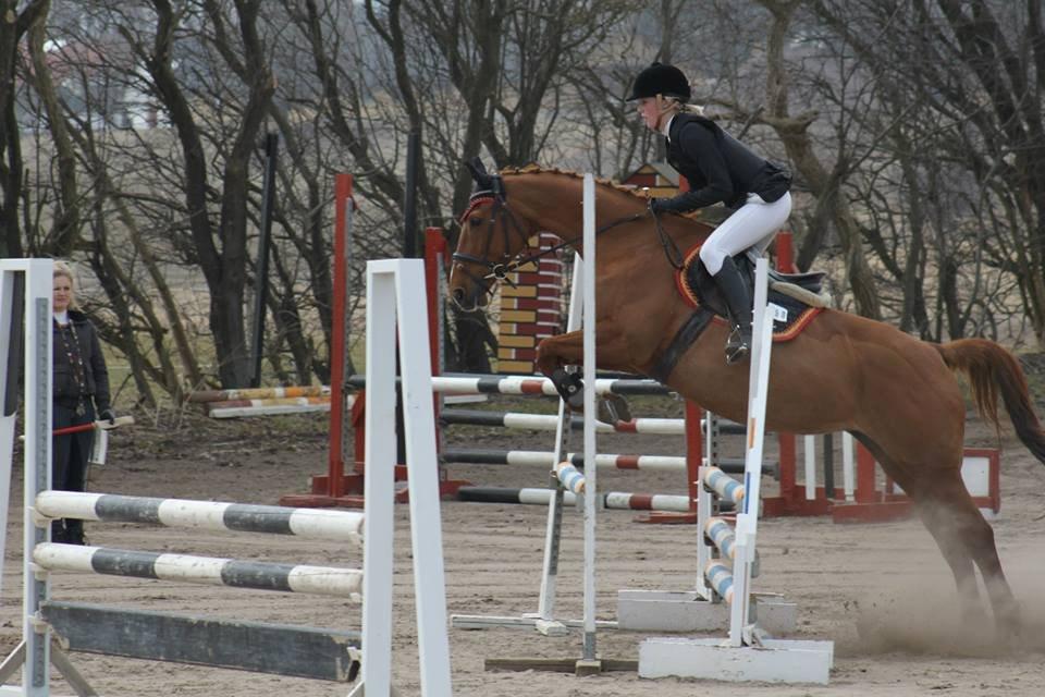 Dansk Varmblod Madame Bally - LC, 1. plads, 8 fejl. April 2013, NIR. billede 3