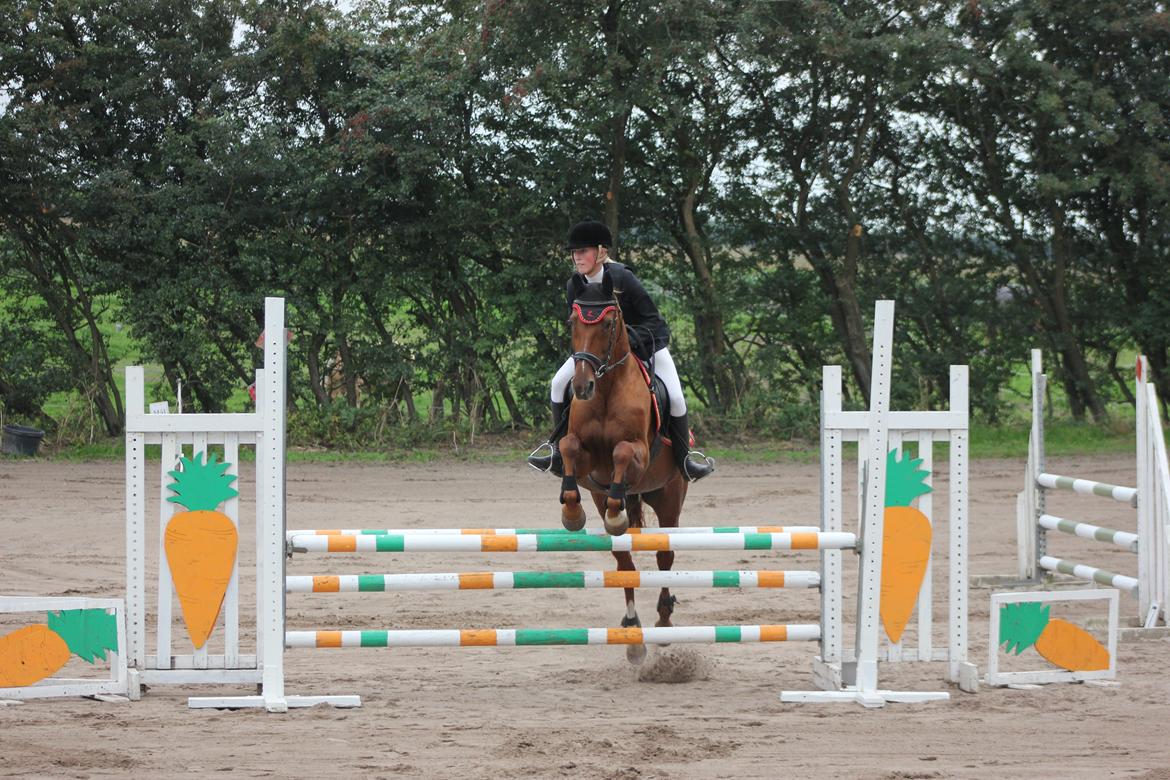 Dansk Varmblod Madame Bally - Vores første LC sammen. 4 fejl på sidste spring. Dygtig hest :) billede 4