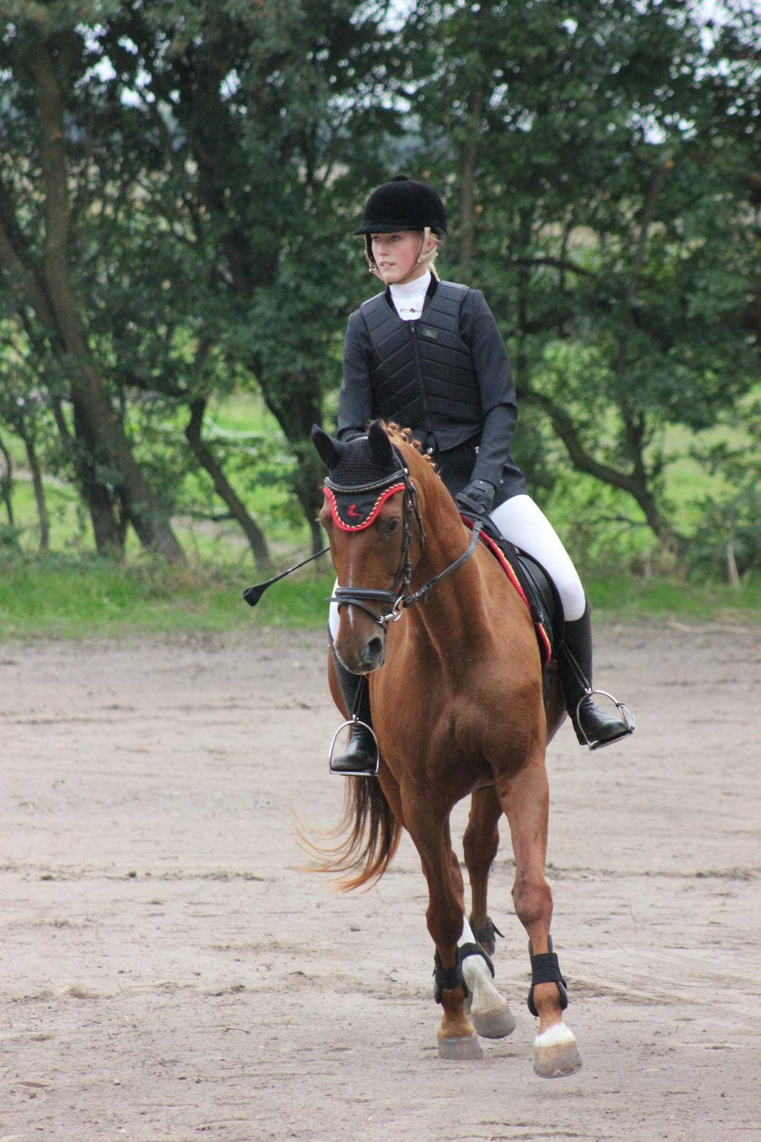 Dansk Varmblod Madame Bally billede 6