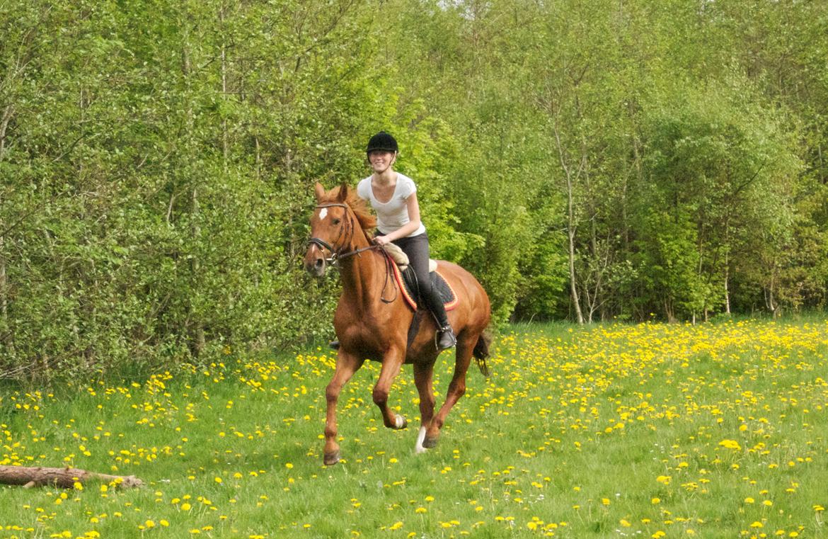 Dansk Varmblod Madame Bally - Lidt hygge i børneskoven en solrig dag. Maj 2013 billede 8