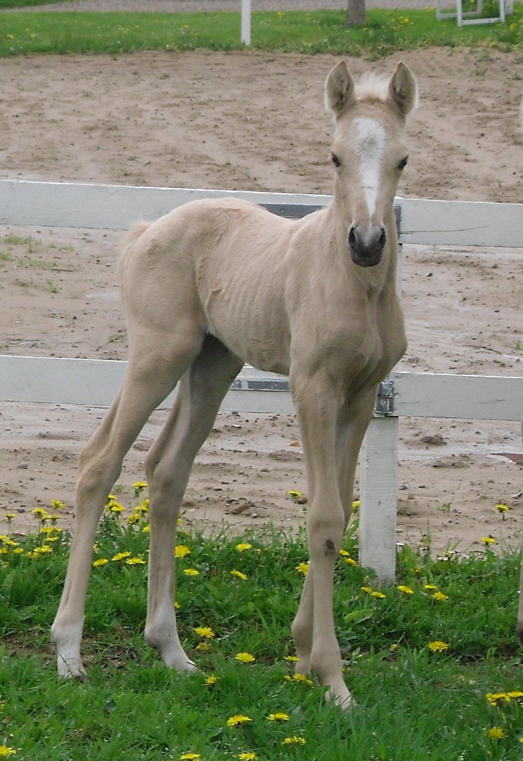 Anden særlig race Nørgaardhus's Cala - Her er jeg! billede 1