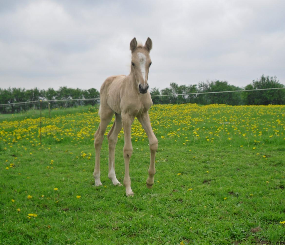 Anden særlig race Nørgaardhus's Cala - 1 uge gammel.. billede 8