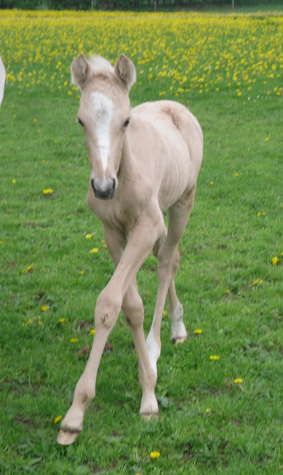 Anden særlig race Nørgaardhus's Cala - Se mine lange ben! billede 9