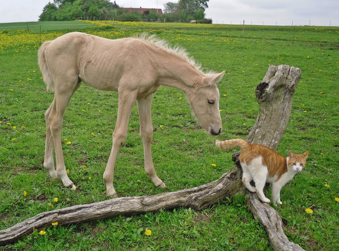 Anden særlig race Nørgaardhus's Cala - Hey, en kat! billede 10
