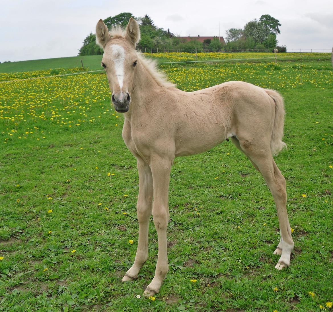 Anden særlig race Nørgaardhus's Cala - Det her er også mig! billede 11