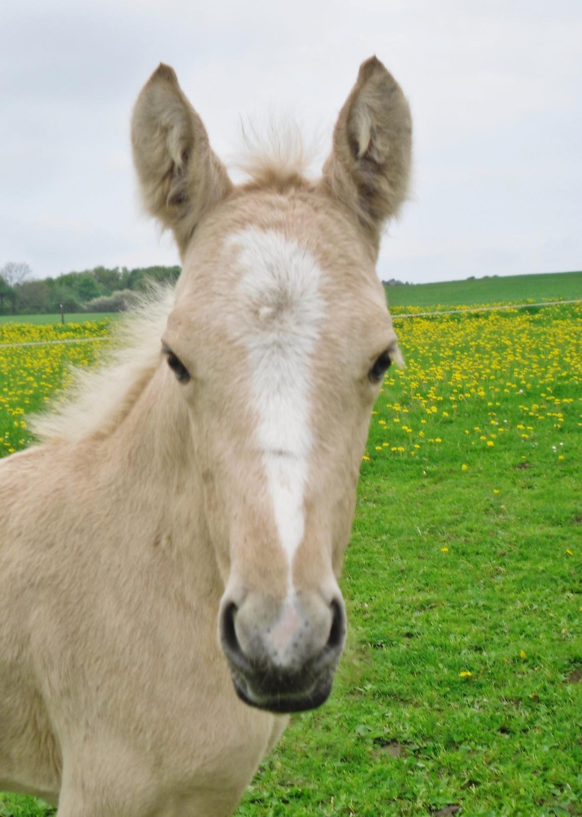 Anden særlig race Nørgaardhus's Cala - Og mit hovede.. billede 12