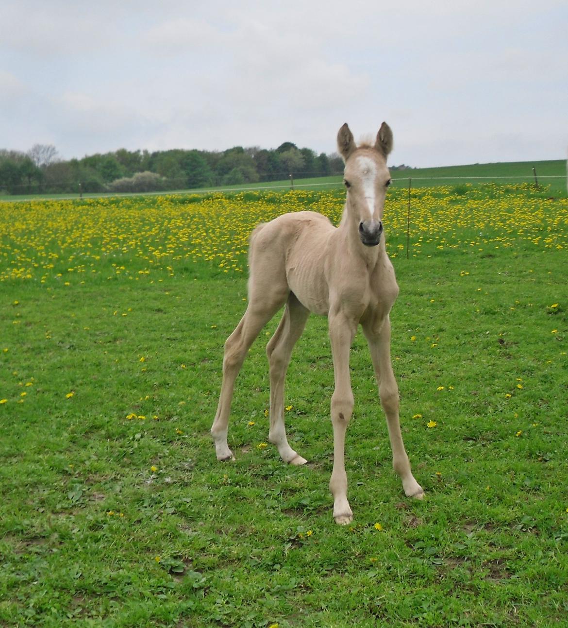 Anden særlig race Nørgaardhus's Cala - Og mig.. billede 13