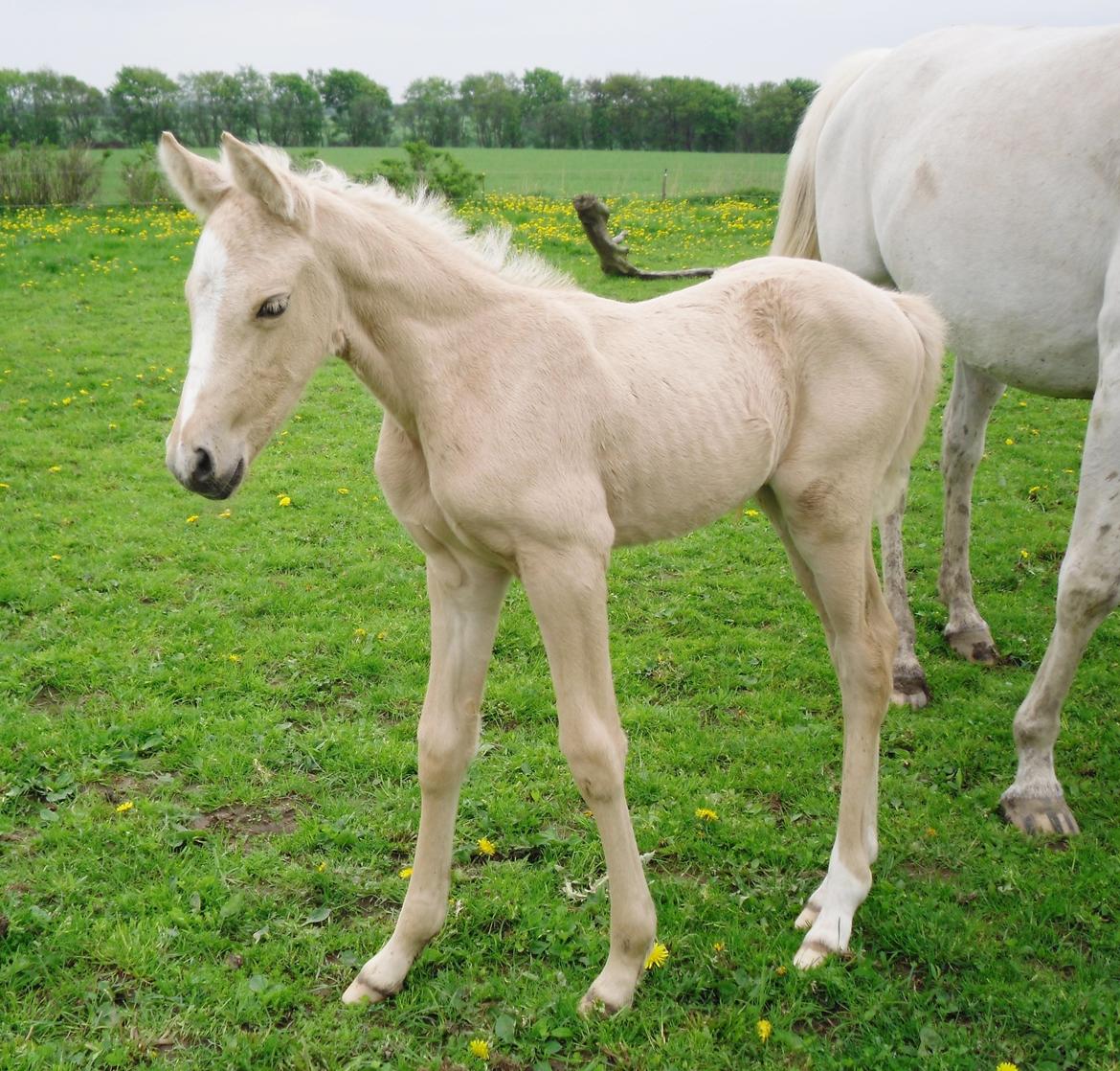 Anden særlig race Nørgaardhus's Cala - Mig mig mig.. billede 14