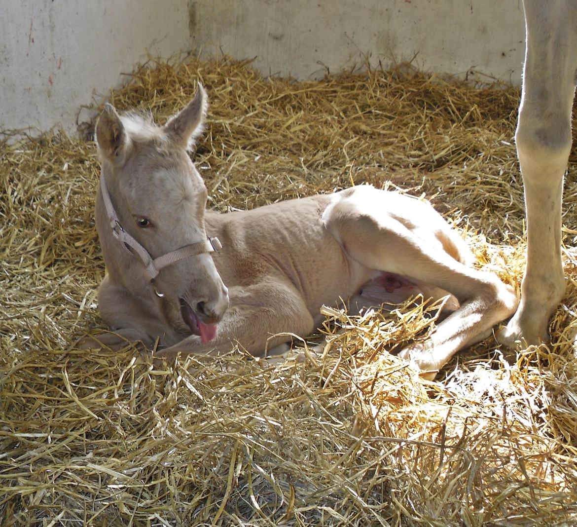 Anden særlig race Nørgaardhus's Cala - Her er jeg 3 dage gammel.. billede 15