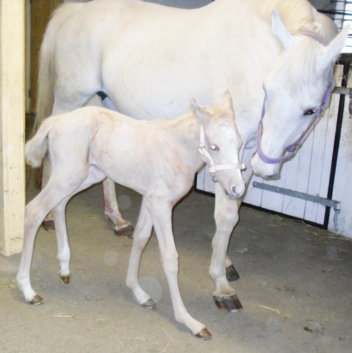 Anden særlig race Nørgaardhus's Cala - Første gang uden for boksen.. billede 17