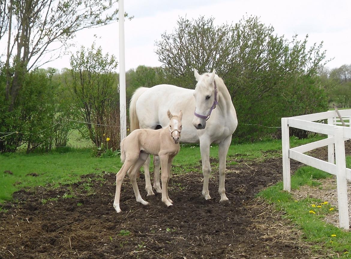 Anden særlig race Nørgaardhus's Cala - Første gang udenfor, sammen med min mor.. billede 16