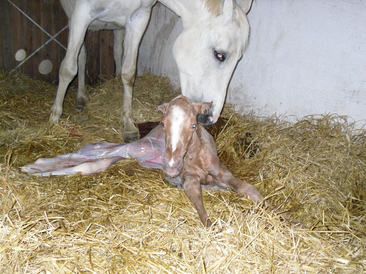 Anden særlig race Nørgaardhus's Cala - Her blev jeg født.. billede 19