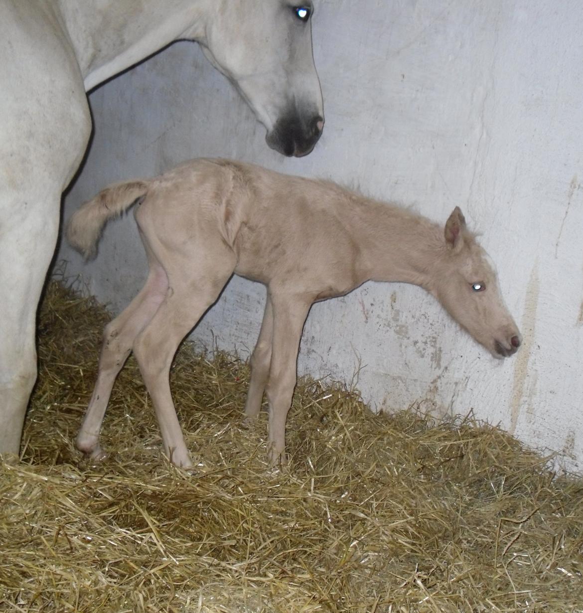 Anden særlig race Nørgaardhus's Cala - Første gang jeg stod op :-) billede 18