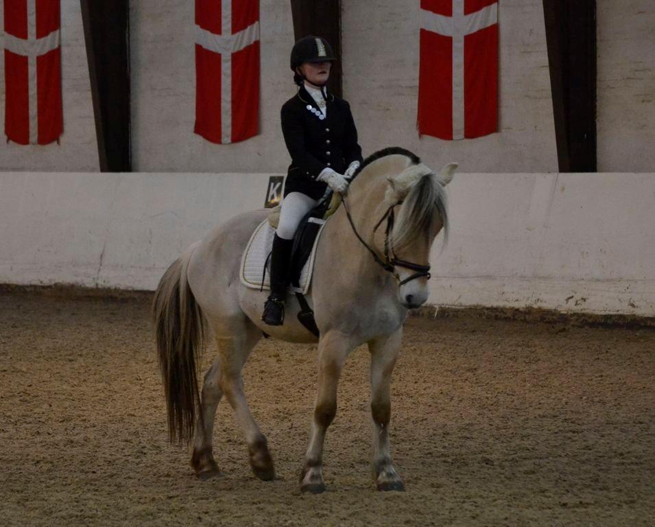 Fjordhest Kashmir billede 5