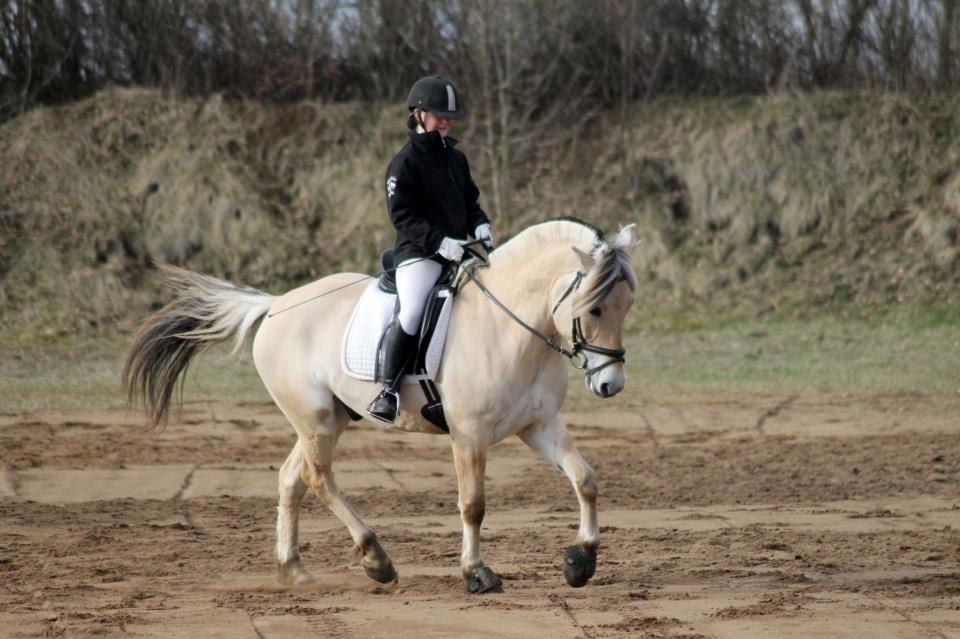 Fjordhest Kashmir billede 1
