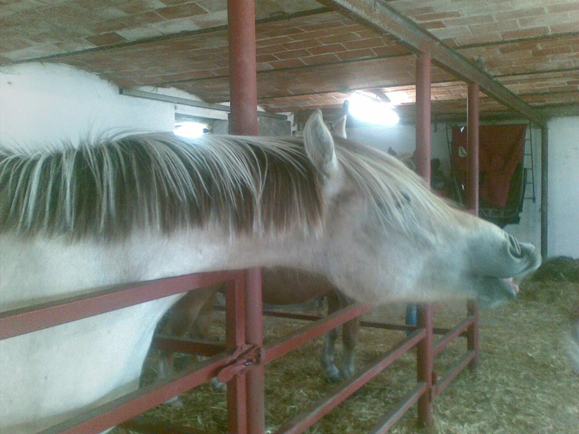 Fjordhest Kashmir billede 18