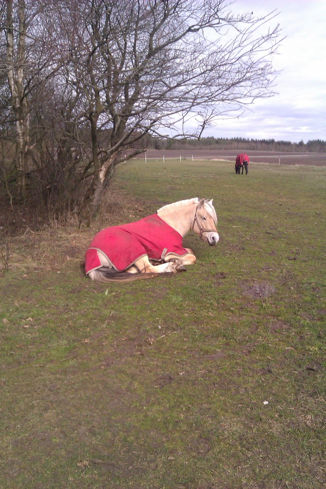 Fjordhest Kashmir billede 19
