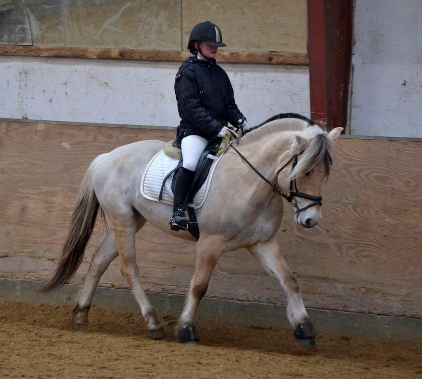 Fjordhest Kashmir billede 8