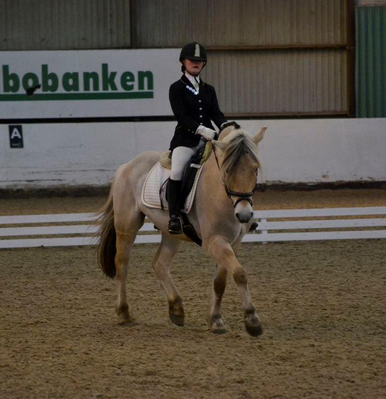 Fjordhest Kashmir billede 7