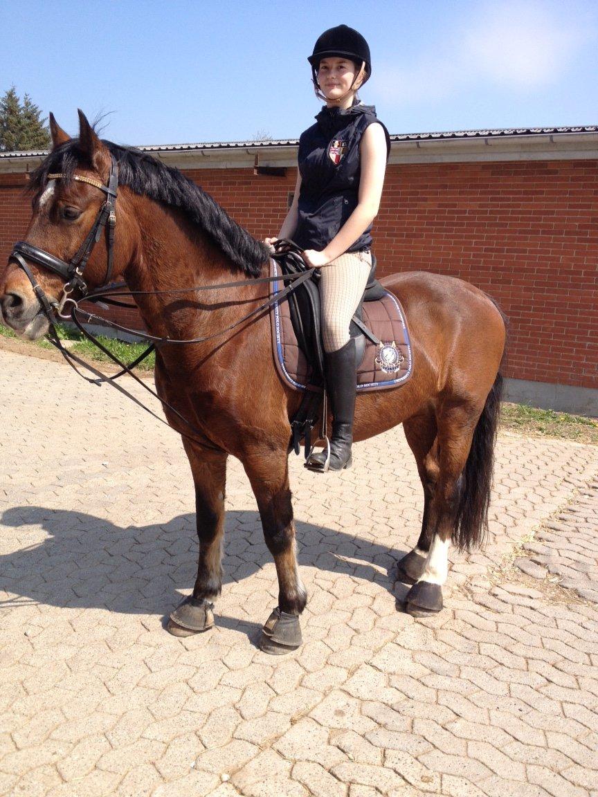 Welsh Cob (sec D) De Busies High Spirit billede 5