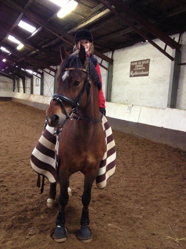 Welsh Cob (sec D) De Busies High Spirit billede 6