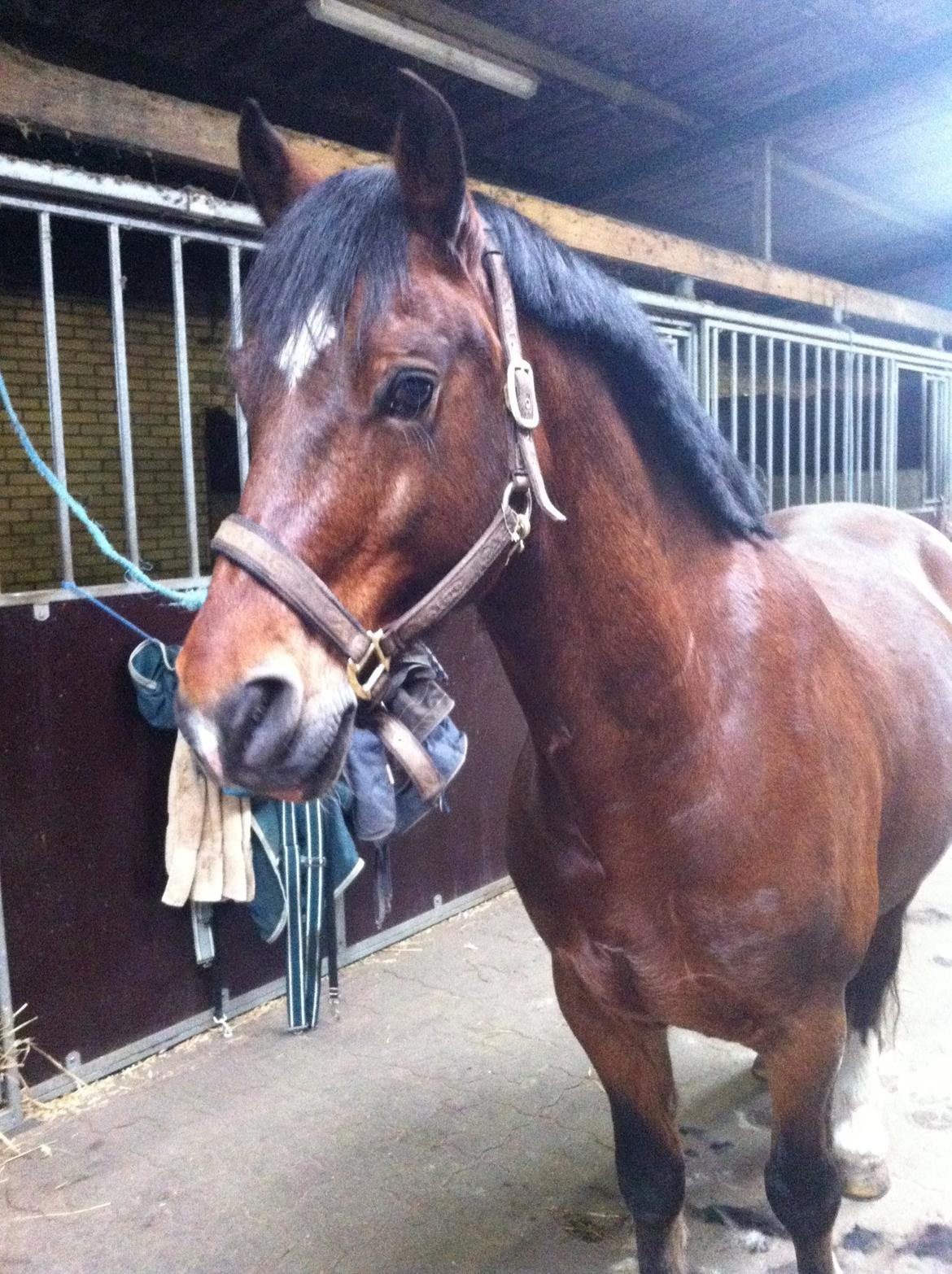 Welsh Cob (sec D) De Busies High Spirit billede 7