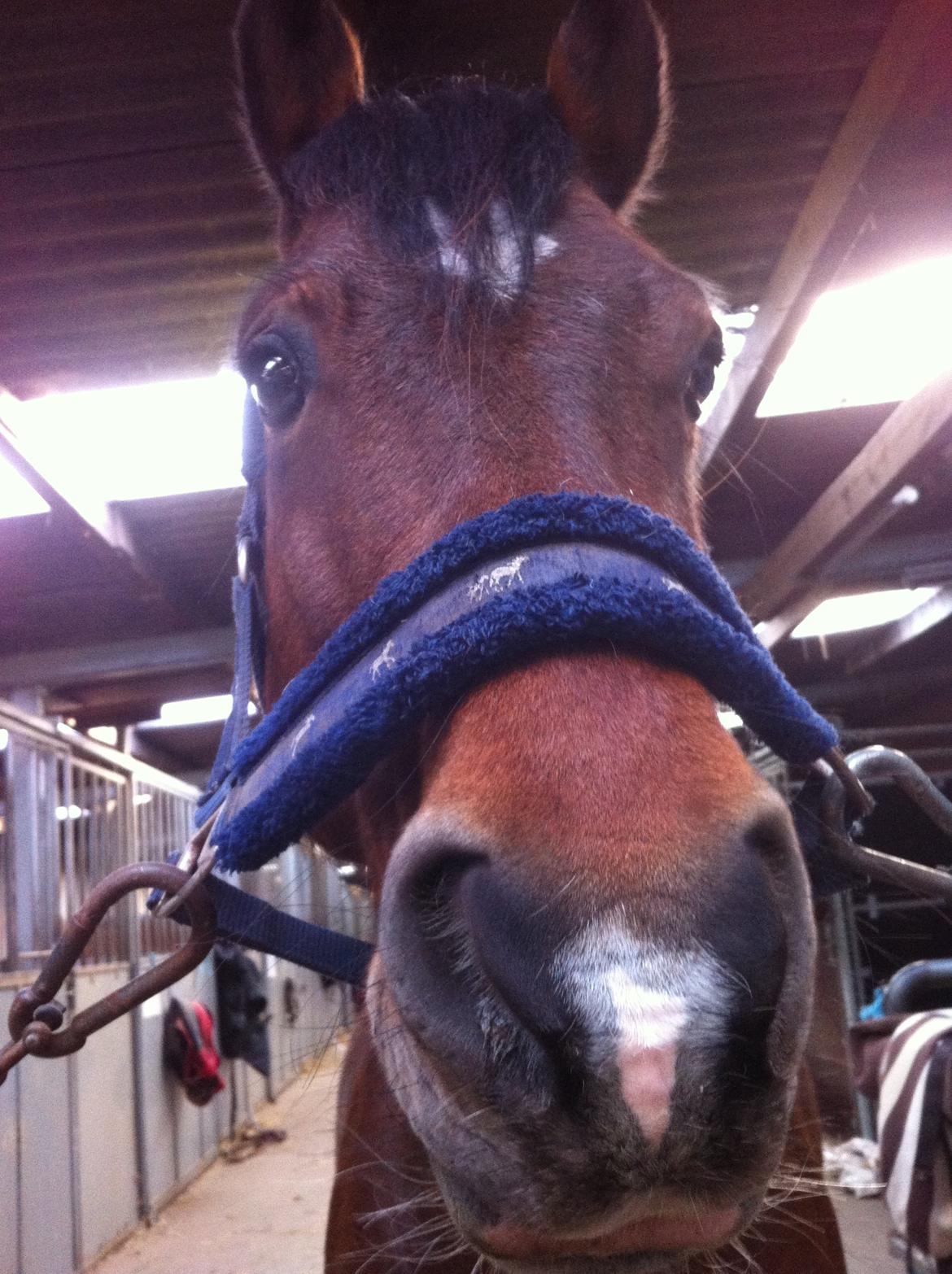 Welsh Cob (sec D) De Busies High Spirit billede 8