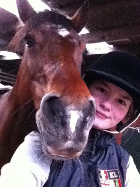 Welsh Cob (sec D) De Busies High Spirit billede 9