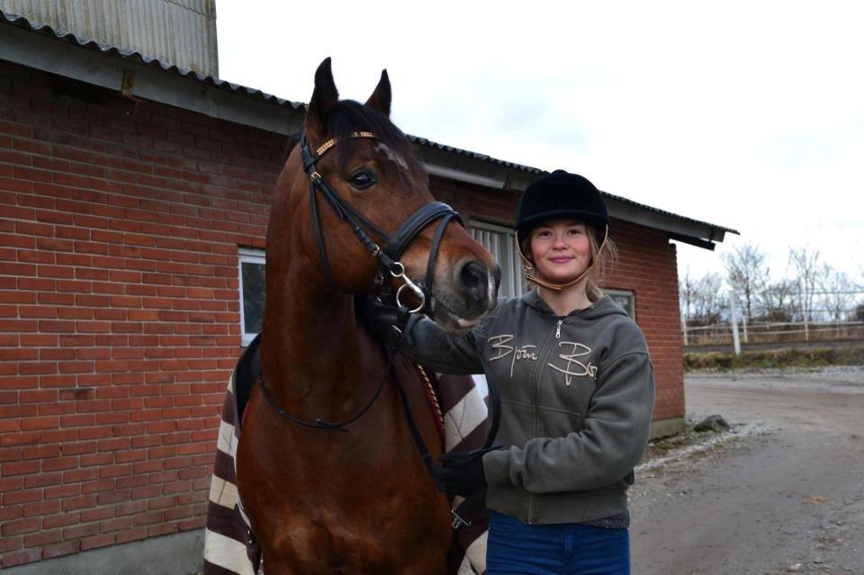 Welsh Cob (sec D) De Busies High Spirit billede 4