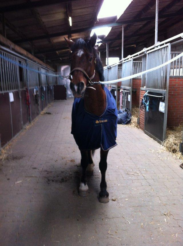 Welsh Cob (sec D) De Busies High Spirit billede 10