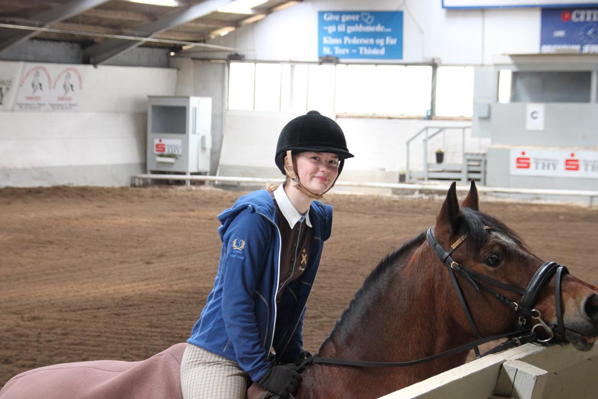 Welsh Cob (sec D) De Busies High Spirit billede 3