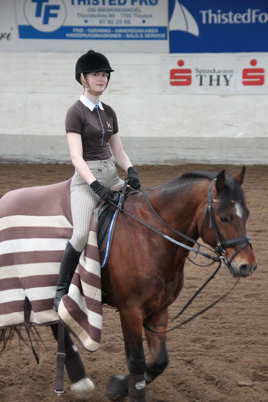 Welsh Cob (sec D) De Busies High Spirit billede 11