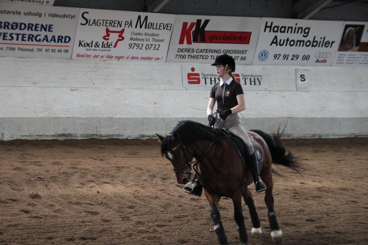 Welsh Cob (sec D) De Busies High Spirit billede 12