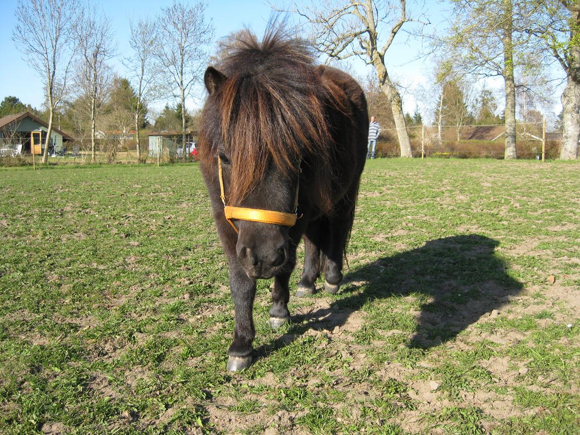 Shetlænder Ponyo fra Harekærgaard - Velkommen til Ponyos profil:) billede 3