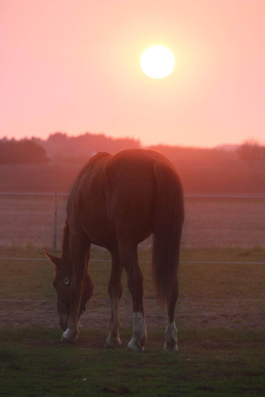 Anden særlig race La Cour <3 - Nyder en smuk solnedgang <3 billede 3