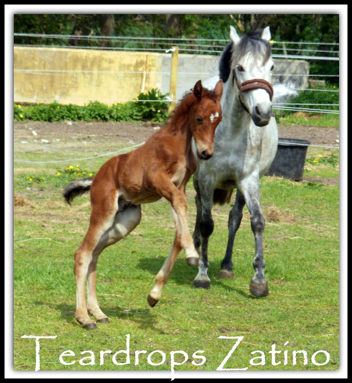 DSP Teardrops Zatino <3 billede 1