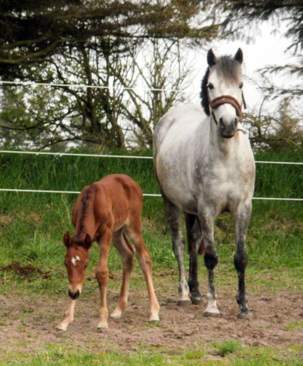 DSP Teardrops Zatino <3 billede 2