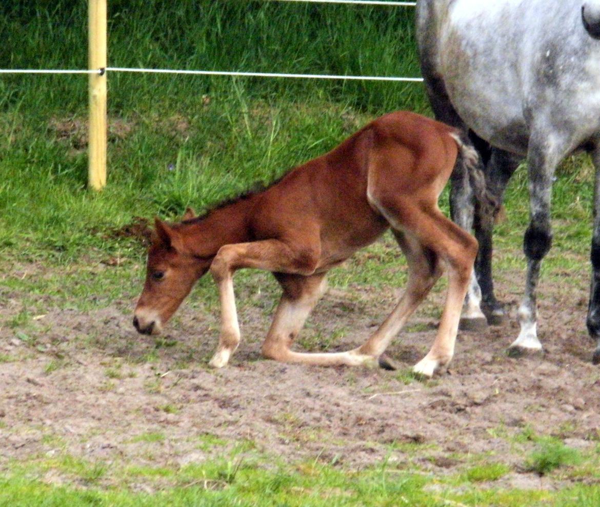 DSP Teardrops Zatino <3 billede 3