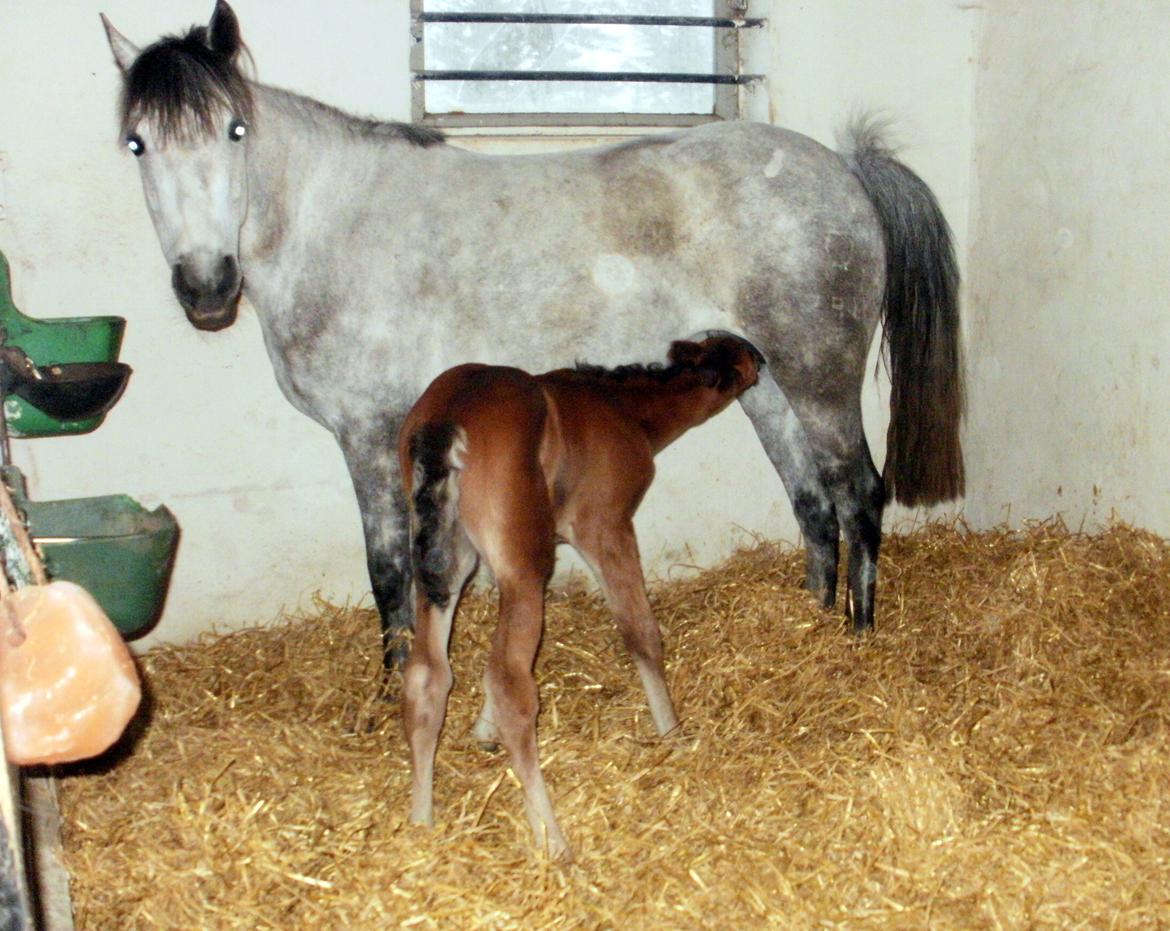 DSP Teardrops Zatino <3 billede 4