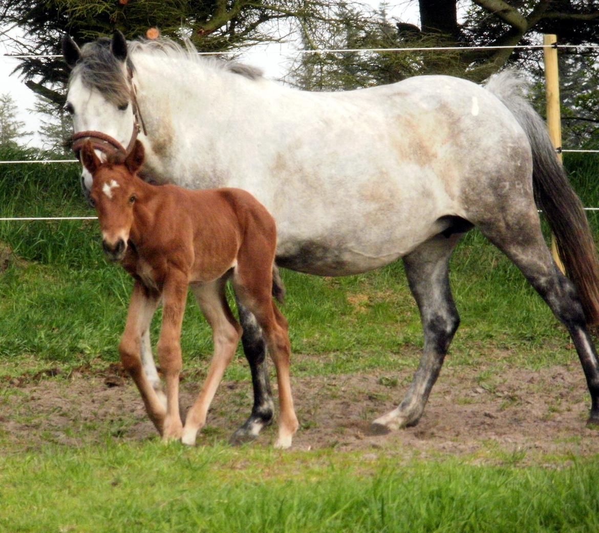 DSP Teardrops Zatino <3 billede 5