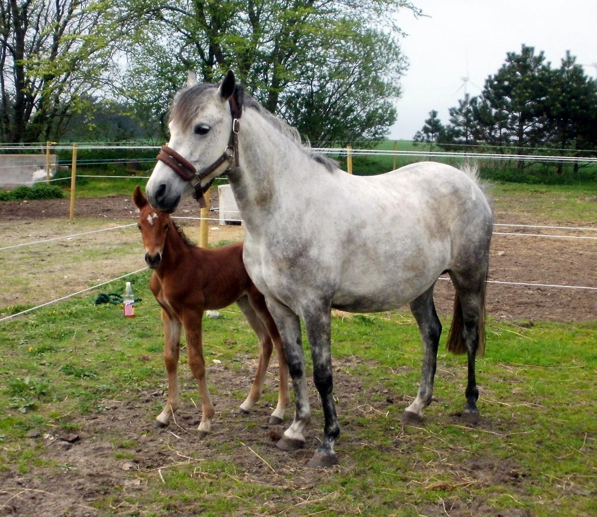 DSP Teardrops Zatino <3 billede 6