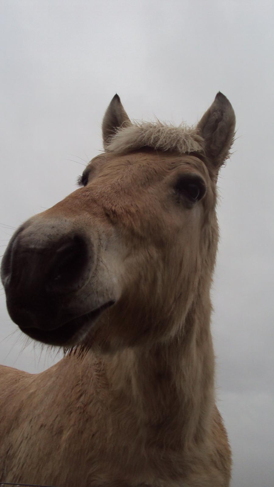 Fjordhest Flicka - En glad lille pige billede 1