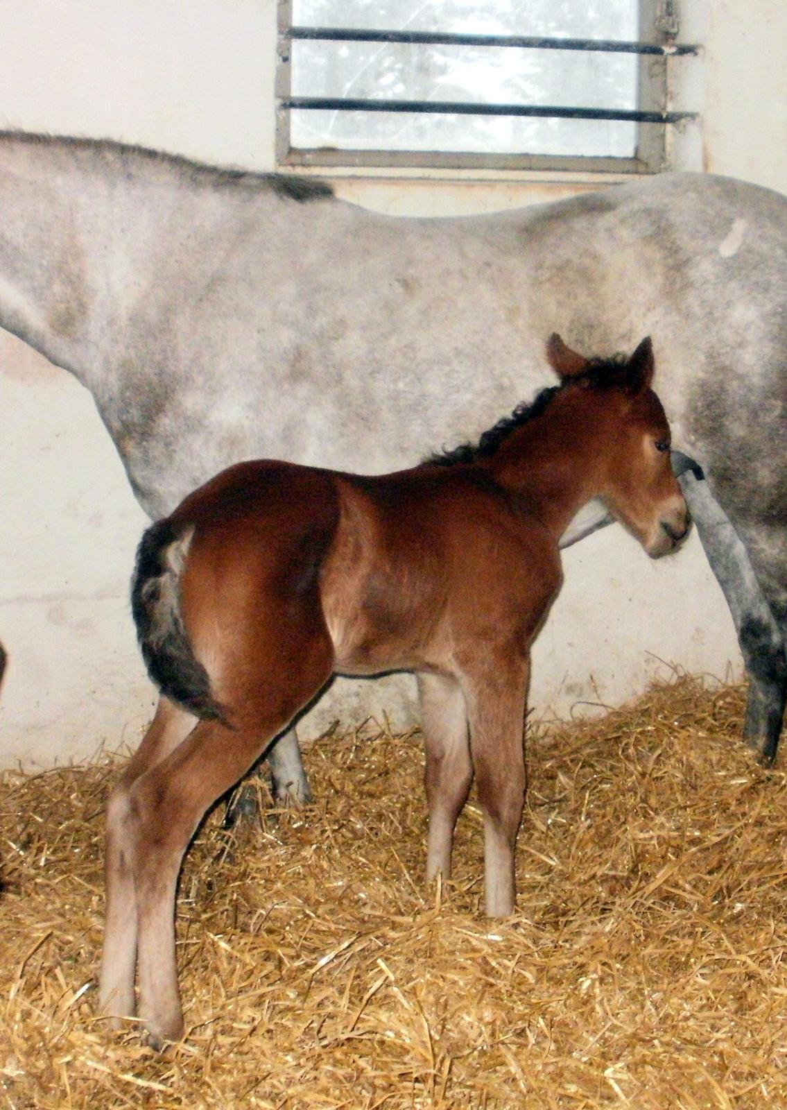 DSP Teardrops Zatino <3 billede 7