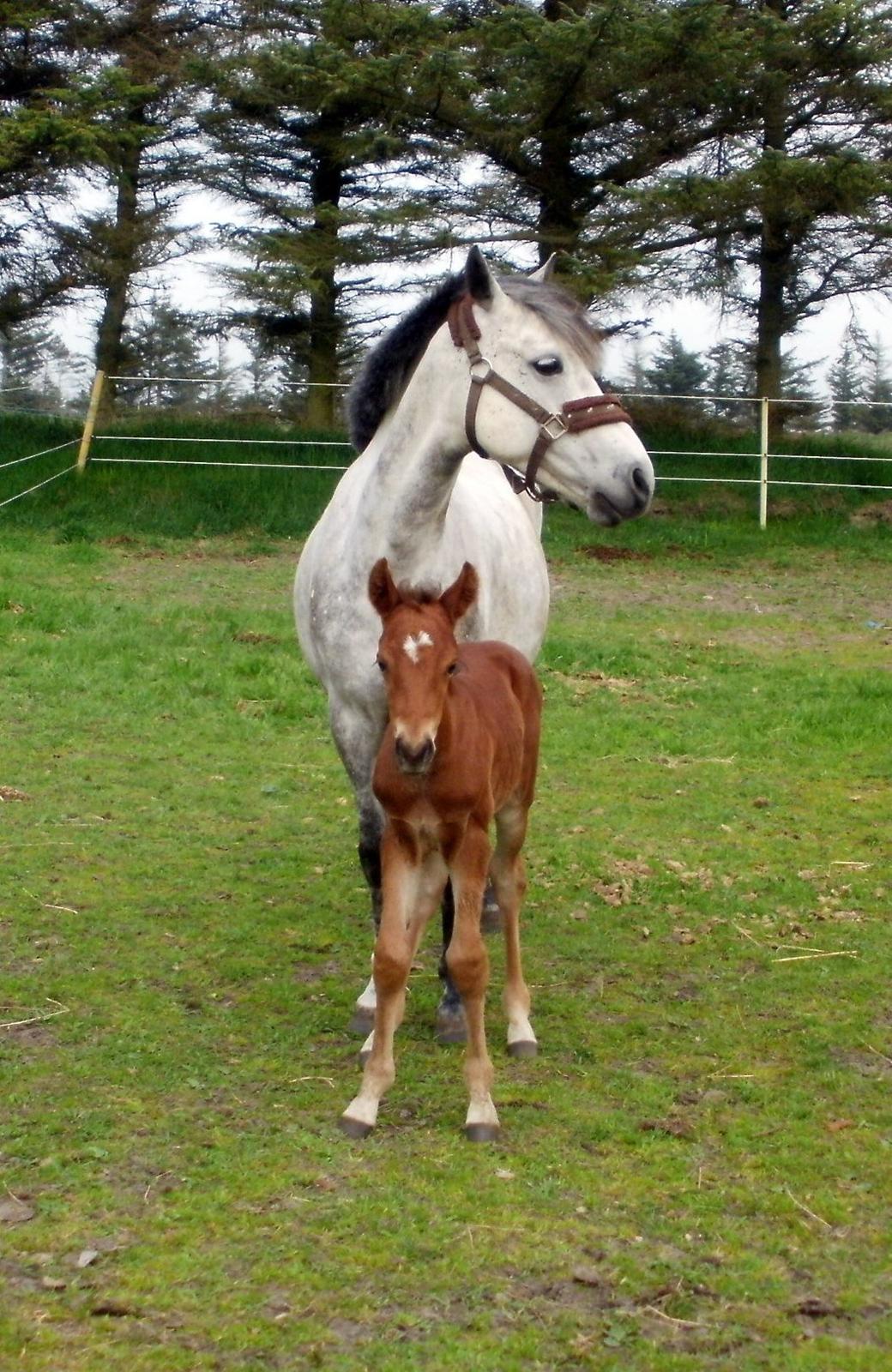 DSP Teardrops Zatino <3 billede 8