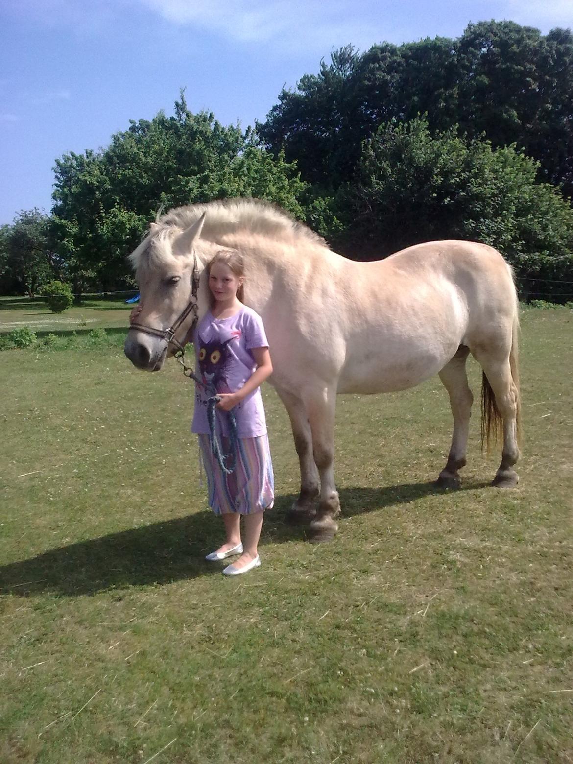 Fjordhest Flicka - Min fantastiske gamle part billede 4